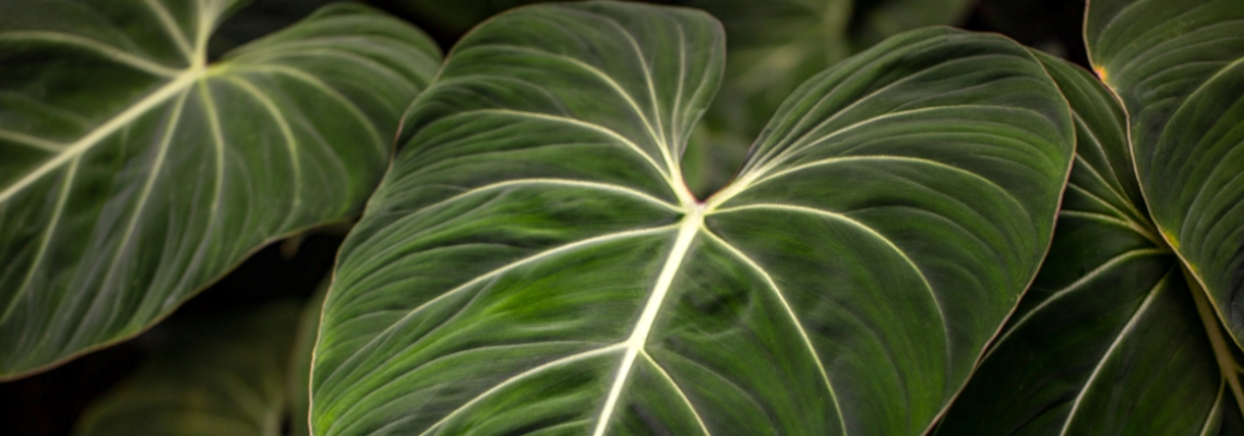 Philodendron Melanochrysum Banner Image.jpeg